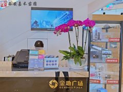 西安酒店大堂绿植租摆流程和常见问题