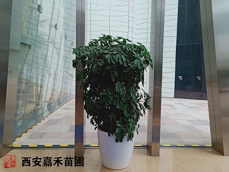 西安酒店花卉租赁鸭脚木的养护方法