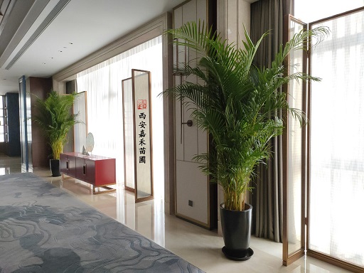 西安酒店绿植租赁的摆放有什么高级之处？