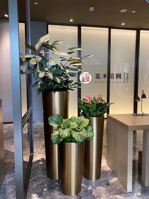 西安酒店绿植花卉租赁公司|西安嘉禾苗圃