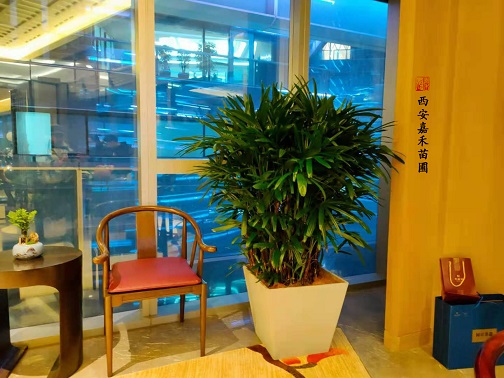 酒店之美：花卉绿植租赁的视觉盛宴！