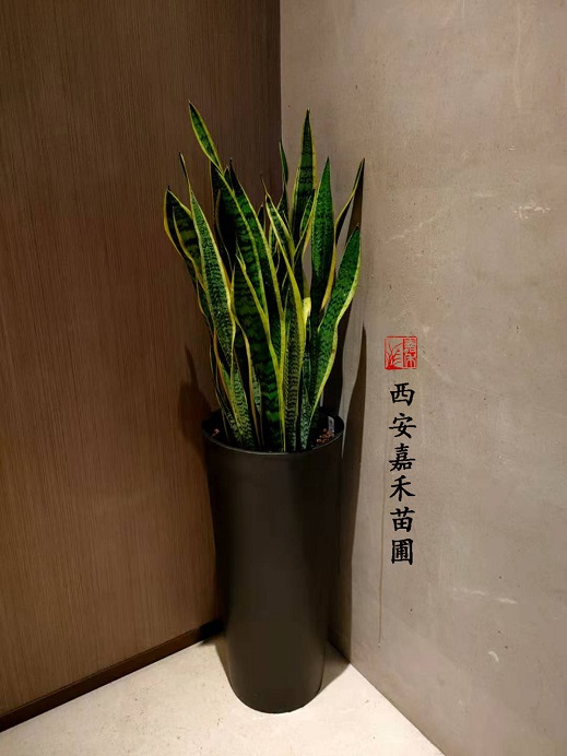 西安酒店绿植租摆公司|西安嘉禾苗圃