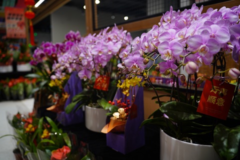 养蝴蝶兰,最容易被忽略的4个“致命细节”,难怪总是养不好!