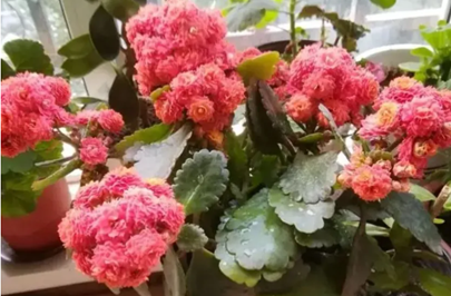 长寿花开花期间,别做5件事,不然落花又掉苞,看着就心疼!