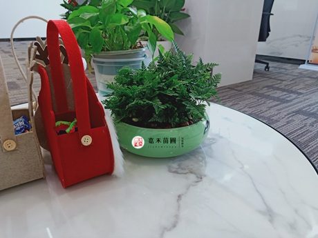 冬季养室内的植物要怎么避免黄叶掉叶，浇水施肥有啥技巧？