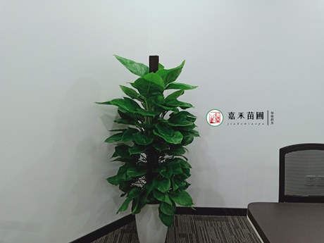 西安办公室花卉租赁|西安嘉禾苗圃