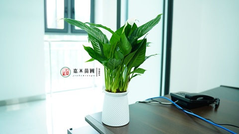 西安绿植租赁商家|西安嘉禾苗圃