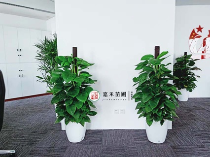 西安绿植租赁哪家好|西安嘉禾苗圃