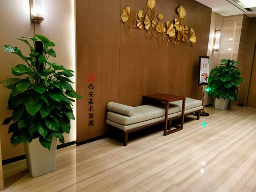 西安花卉租赁商家|西安嘉禾苗圃 西安花卉租赁商家|西安嘉禾苗圃