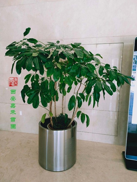 西安绿植租赁，推荐西安嘉禾苗圃