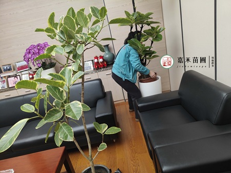 西安实力绿植租赁商家|西安嘉禾苗圃
