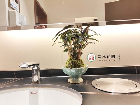 西安酒店绿植租赁：以绿为媒，打造西安酒店专属氛围感